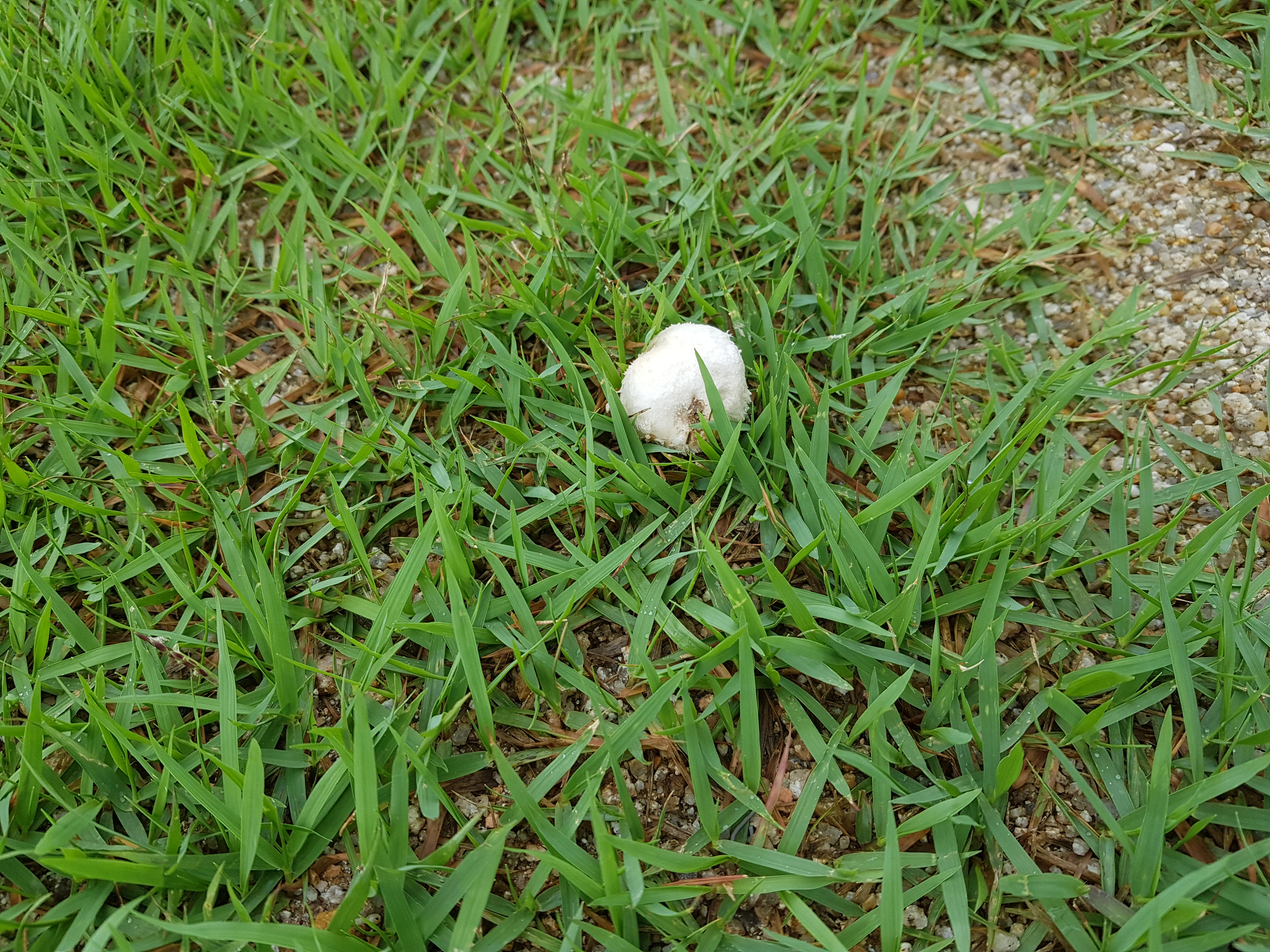 20170703_152829.jpg : 학교 운동장에서 버섯자라요!!!!